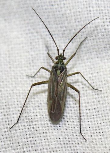Oncotylus viridiflavus